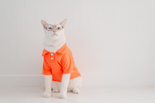 穿橙色衣服的可爱猫咪
