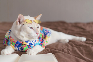戴花环看书的可爱猫咪