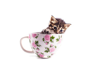 茶杯中的可爱小猫咪