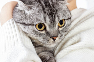 怀中萌猫眼神灵动惹人爱
