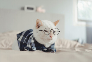 戴眼镜穿衣服的可爱猫咪