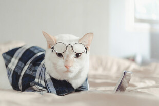 戴眼镜穿毛衣的可爱猫咪