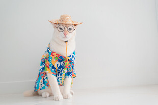 戴帽穿花衣的可爱猫咪