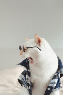 戴眼镜穿格子衣的可爱猫咪