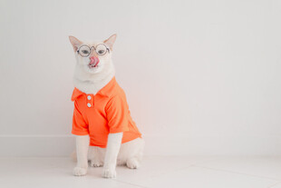 穿橙色衣服的可爱猫咪