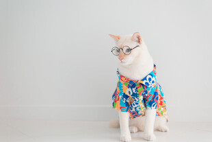 穿花衣的可爱猫咪