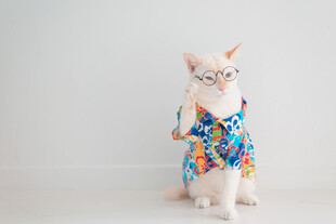 穿花衣的可爱猫咪