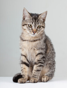可爱虎斑猫端坐