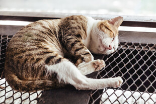 猫咪惬意躺卧金属网格上