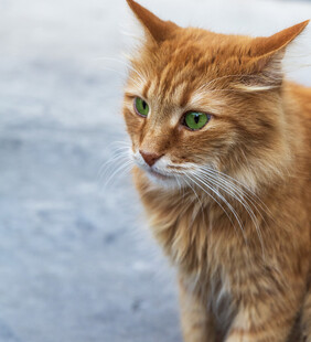 绿眼长毛橘猫侧头凝望