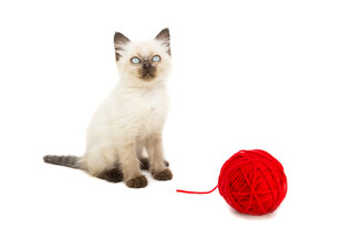 小猫与红色毛线球