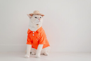 穿橙衣戴帽的可爱猫咪