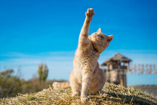 猫咪举手望蓝天