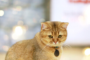 可爱金渐层猫咪特写