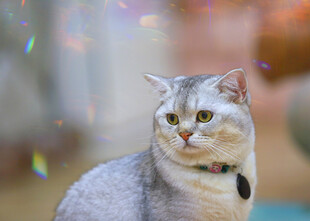 银渐层猫咪的梦幻瞬间
