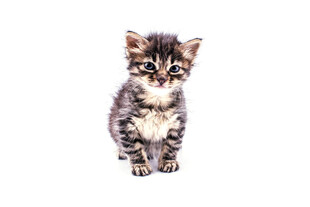 可爱小猫咪