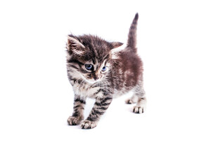 可爱小猫咪迈步