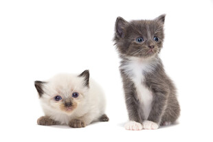 两只可爱小猫同框
