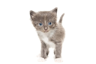 可爱小灰猫站立模样