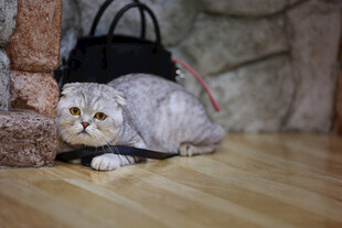 躲在角落的可爱猫咪
