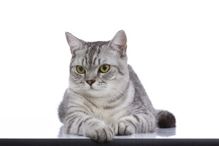 银灰猫咪趴卧姿态特写