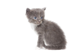 可爱小灰猫扭头瞬间