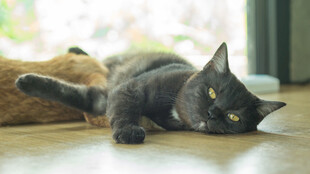 慵懒黑猫惬意躺地
