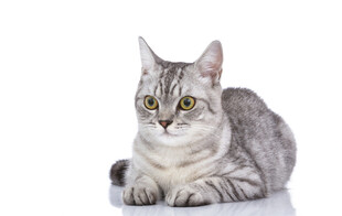 银灰条纹猫优雅趴卧