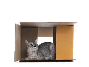 纸箱里的可爱猫咪