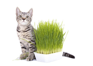 猫咪与翠绿猫草