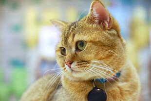 可爱戴项圈的橘猫