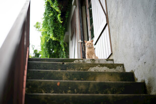 楼梯上的猫咪