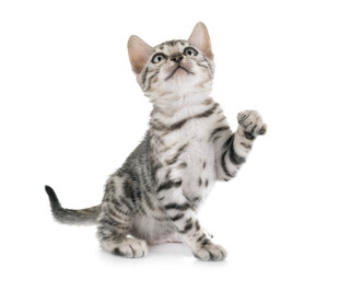 可爱小猫抬头伸爪瞬间