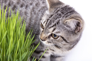 猫咪嗅闻嫩绿青草