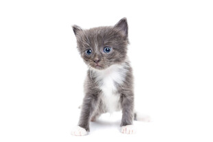 可爱小猫咪