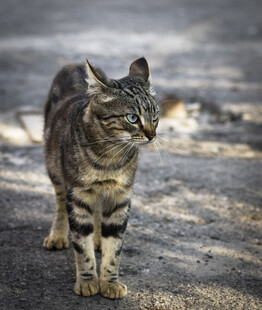 路边行走的条纹猫咪