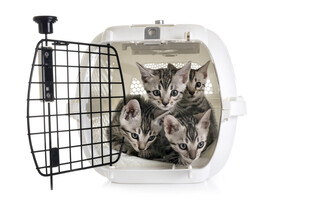 小猫在宠物航空箱内