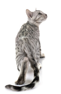 银纹猫咪优雅侧坐