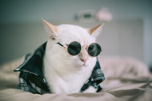 戴墨镜穿夹克的时尚猫咪