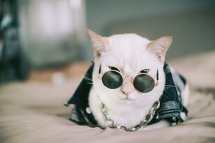 酷帅墨镜猫身披个性装扮