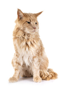 可爱长毛猫端坐