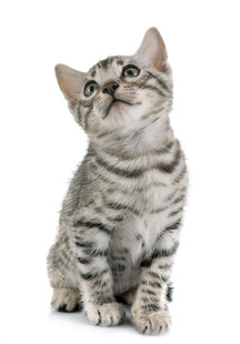 可爱条纹小猫抬头张望
