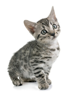 可爱斑纹小猫抬头张望