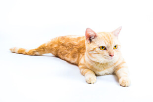 橘猫趴卧姿态展示