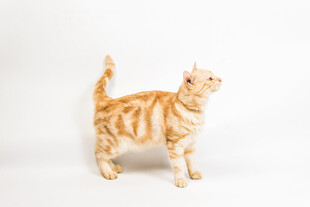 橘色条纹猫站立姿态展示