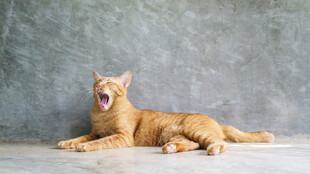 张嘴躺卧的橘色猫咪