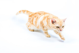 橘猫行走瞬间