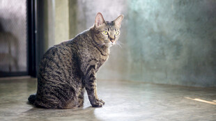 独坐凝视的虎斑猫咪