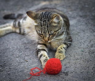 猫咪玩红色绒球
