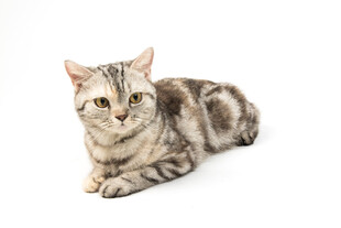 趴着的斑纹猫咪
